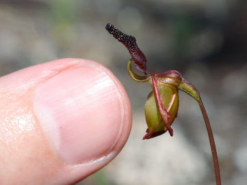 Paracaleana nigrita