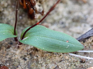 Paracaleana terminalis Paracaleana terminalis