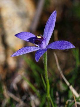 Pheladenia deformis