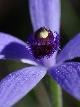 Pheladenia deformis