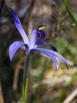 Pheladenia deformis