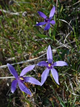 Pheladenia deformis