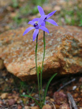 Pheladenia deformis