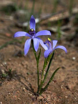 Pheladenia deformis