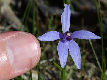 Pheladenia deformis