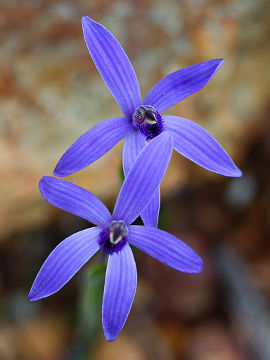 Pheladenia deformis Pheladenia deformis