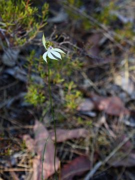 Praecoxanthus aphyllus