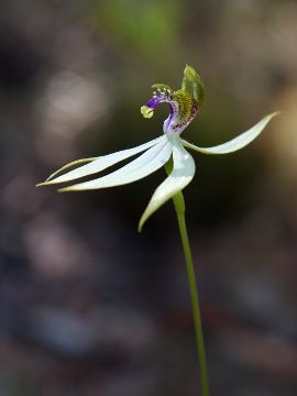 Praecoxanthus aphyllus