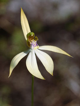 Praecoxanthus aphyllus