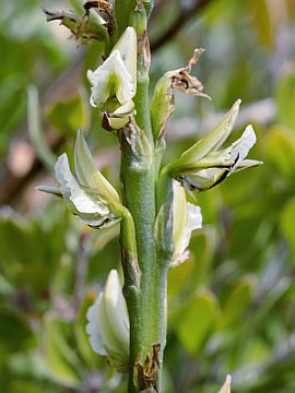 Prasophyllum brownii Prasophyllum brownii