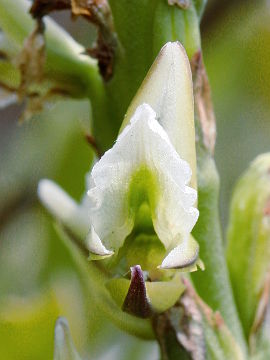 Prasophyllum brownii