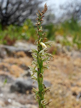 Prasophyllum brownii