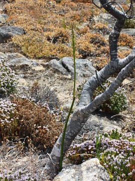 Prasophyllum brownii Prasophyllum brownii