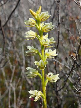 Prasophyllum cyphochilum