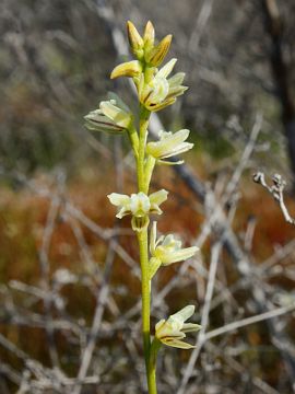 Prasophyllum cyphochilum