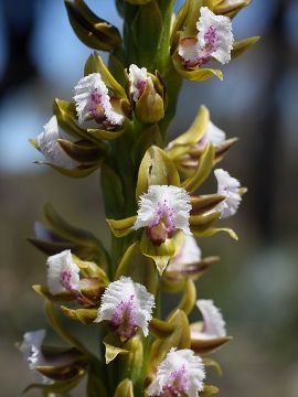 Prasophyllum fimbria