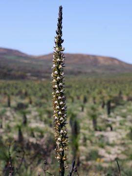 Prasophyllum fimbria