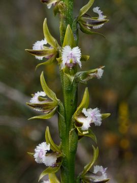 Prasophyllum fimbria