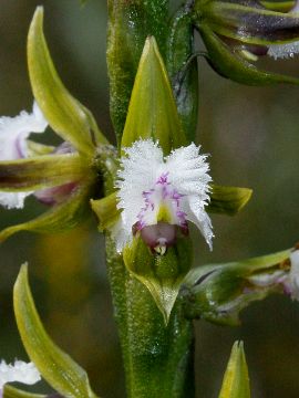 Prasophyllum fimbria