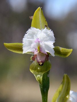 Prasophyllum fimbria