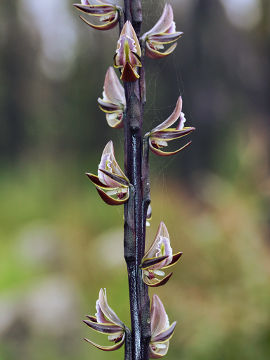 Prasophyllum giganteum