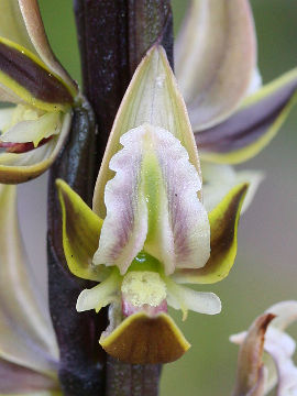 Prasophyllum giganteum