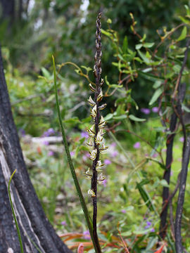 Prasophyllum giganteum