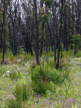 Prasophyllum giganteum