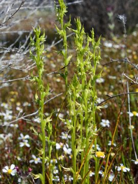 Prasophyllum gracile