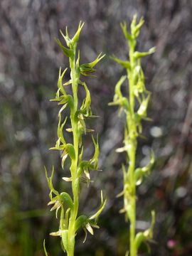 Prasophyllum gracile