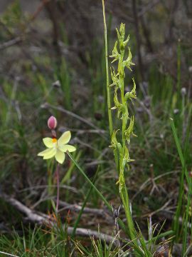 Prasophyllum gracile