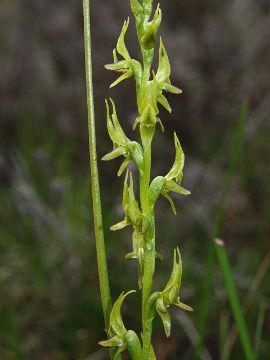 Prasophyllum gracile