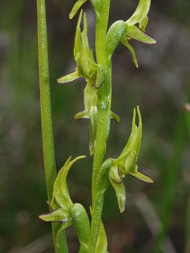 Prasophyllum gracile