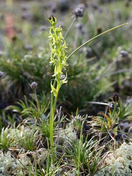 Prasophyllum gracile