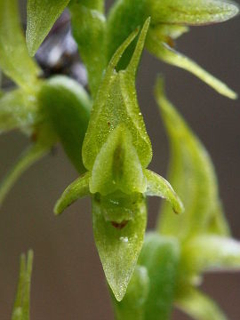 Prasophyllum gracile