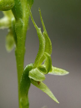 Prasophyllum gracile