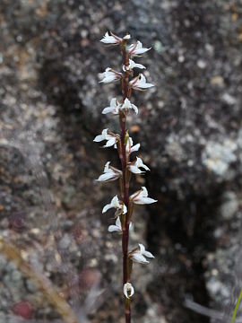 Prasophyllum hians