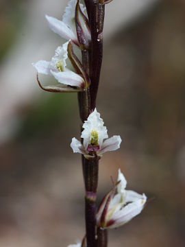 Prasophyllum hians