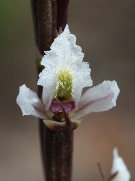 Prasophyllum hians