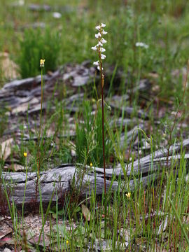 Prasophyllum hians