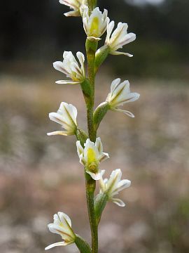 Prasophyllum ovale