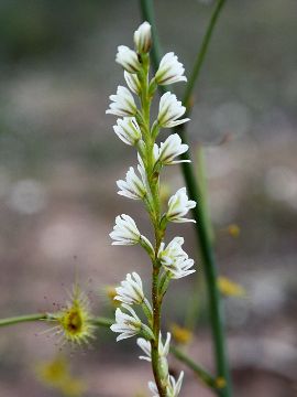 Prasophyllum ovale