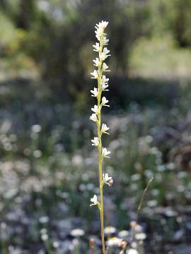 Prasophyllum ovale