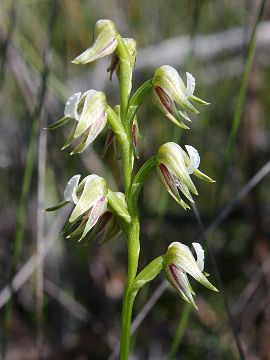 Prasophyllum parvifolium