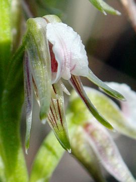 Prasophyllum parvifolium