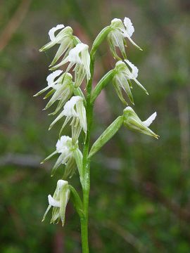 Prasophyllum parvifolium