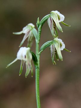 Prasophyllum parvifolium