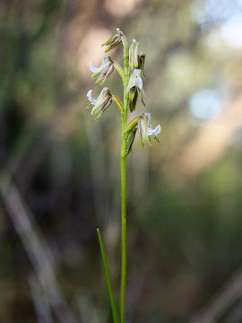 Prasophyllum parvifolium