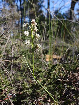 Prasophyllum parvifolium