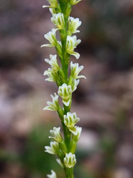 Prasophyllum plumiforme